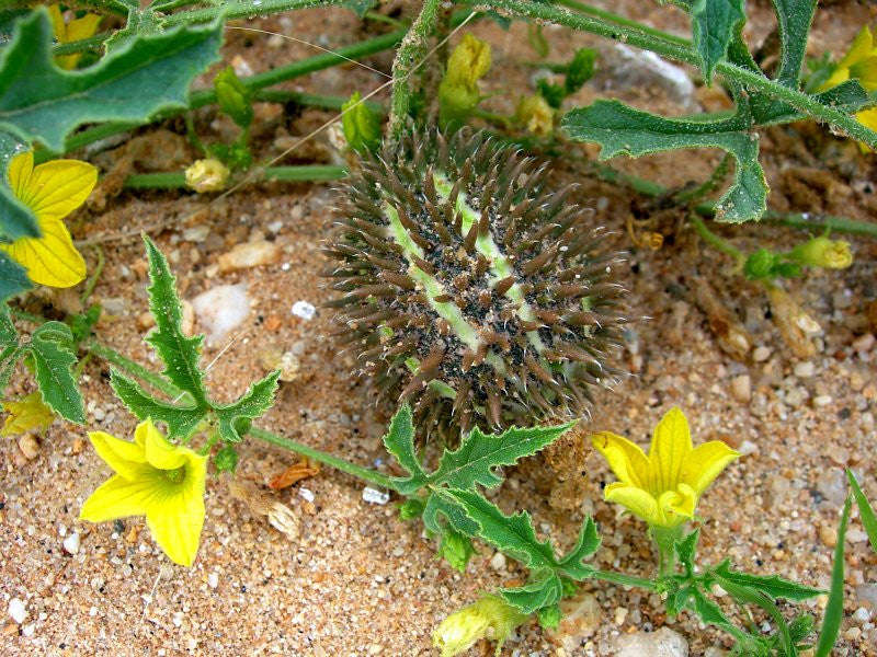 Cucumis zeyheri - Indigenous South African Vine - 10 Seeds