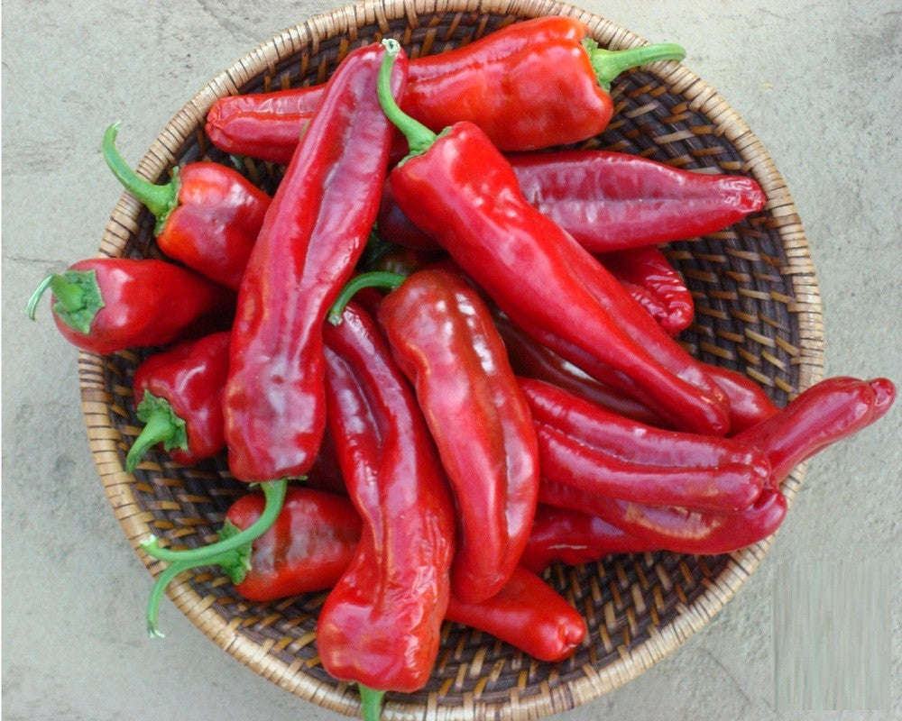 Giant Ristra Chilli Pepper - F1 Hybrid - Capsicum annuum - 5 Seeds
