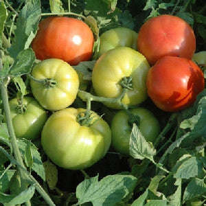 Megabite Tomato - Large Beefsteak type tomato - Containers - Lycopersicon Esculentum - 5 Seeds