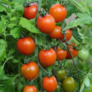 Orange Zinger Tomato - Container Cherry Tomatoes - Lycopersicon Esculentum - 5 Seeds