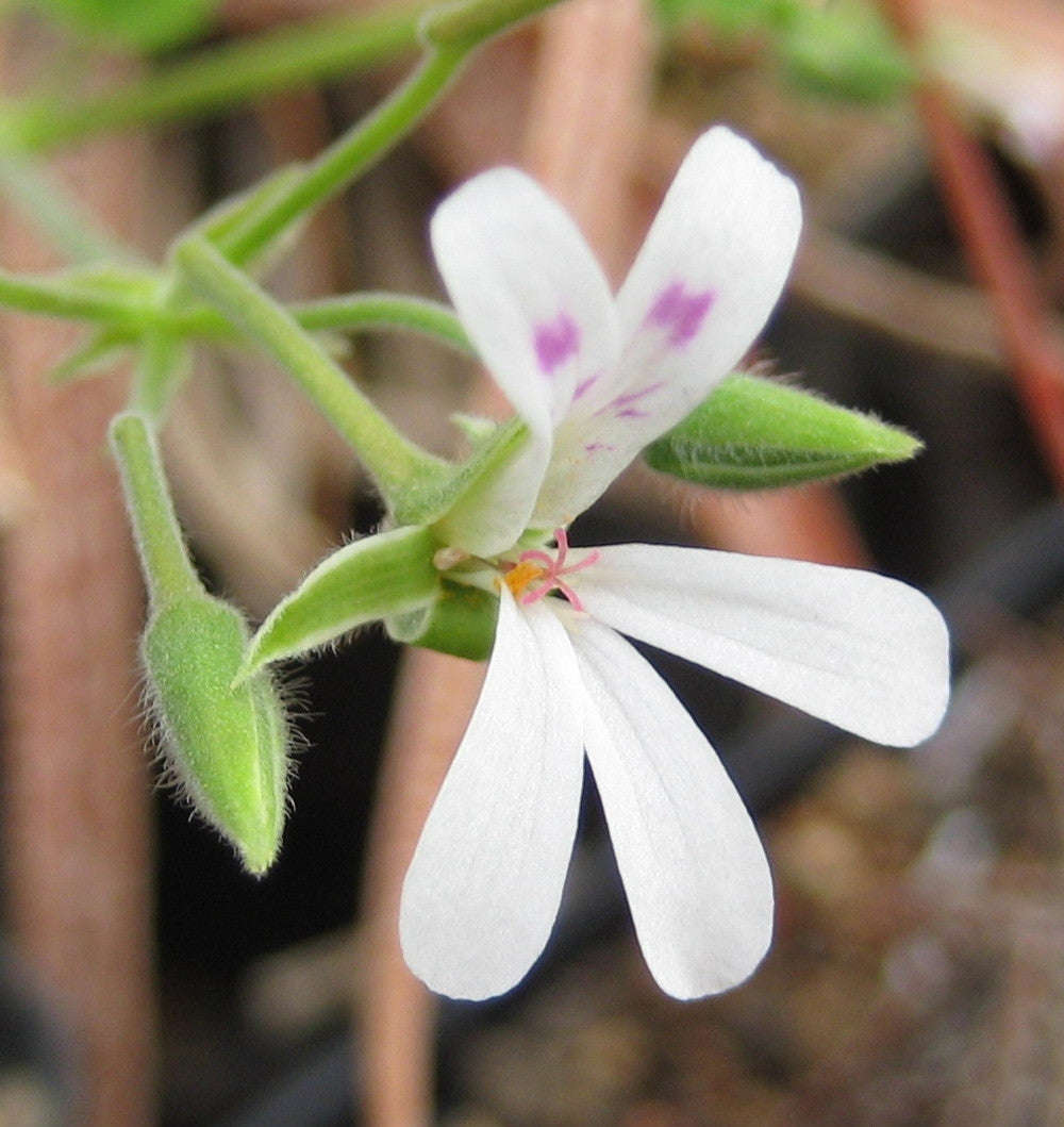 Pelargonium  Odoratissimum - Apple Scented Geranium - Indigenous South African Shrub - 5 Seeds