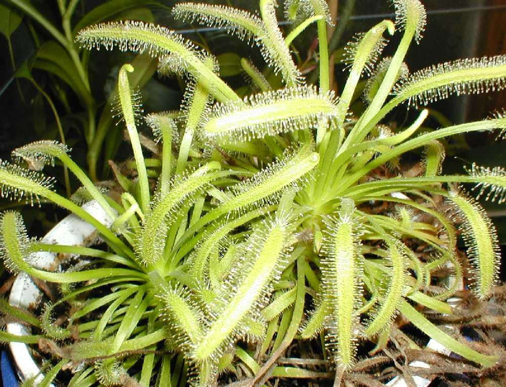 Drosera Capensis Alba - Albino Sundew - Indigenous South African Carnivorous Plant - 10 Seeds