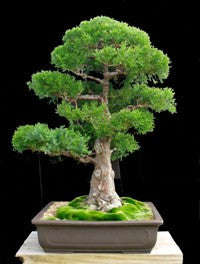 Japanese Red Cedar - Cryptomeria Japonica - Bonsai Tree - 5 Seeds - 5 Seeds