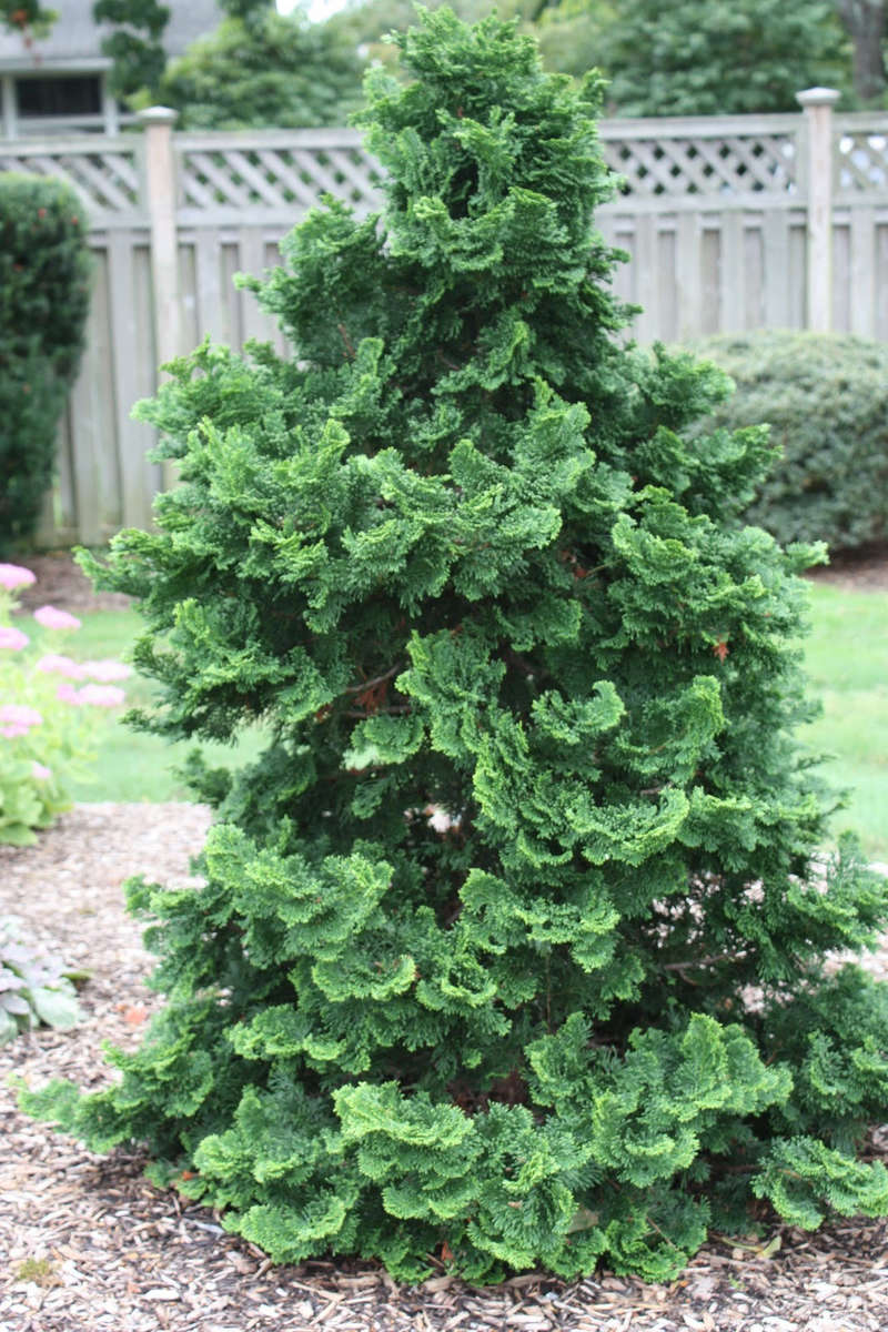 Hinoki Cypress - Chamaecyparis obtusa - Bonsai / Tree - 10 Seeds
