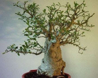 African Baobab - Adansonia Digitata - Indigenous Tree / Bonsai - Seeds - 10 Seeds