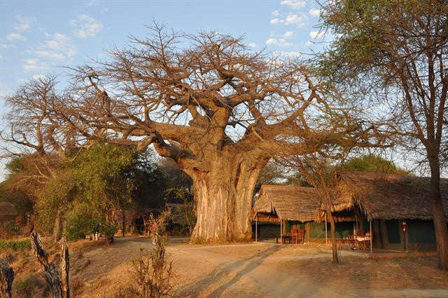 African Baobab - Adansonia Digitata - Indigenous Tree / Bonsai - Seeds - 10 Seeds