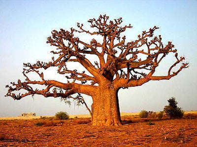 African Baobab - Adansonia Digitata - Indigenous Tree / Bonsai - Seeds - 10 Seeds