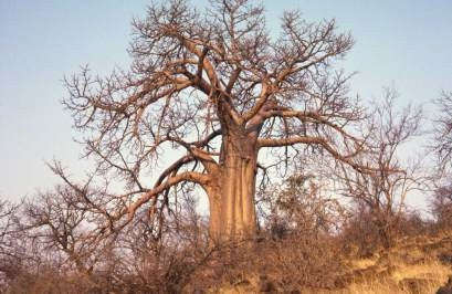 African Baobab - Adansonia Digitata - Indigenous Tree / Bonsai - Seeds - 10 Seeds