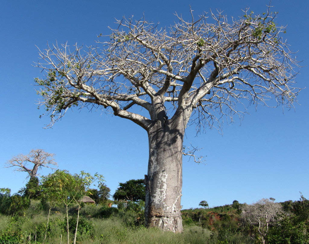 African Baobab - Adansonia Digitata - Indigenous Tree / Bonsai - Seeds - 10 Seeds