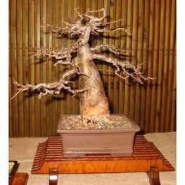 Corporate Gifting Seeds - African Baobab Tree - Adansonia Digitata - Indige... - 20 Packs of 5 Seeds