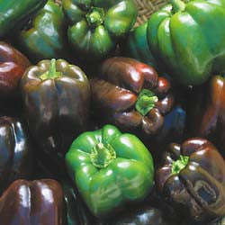 Chocolate Beauty Sweet Bell Pepper - Capsicum Annuum - Seeds - 10 Seeds