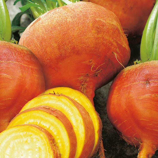 Burpees Golden Beetroot - Heirloom Vegetable - 30 Seeds
