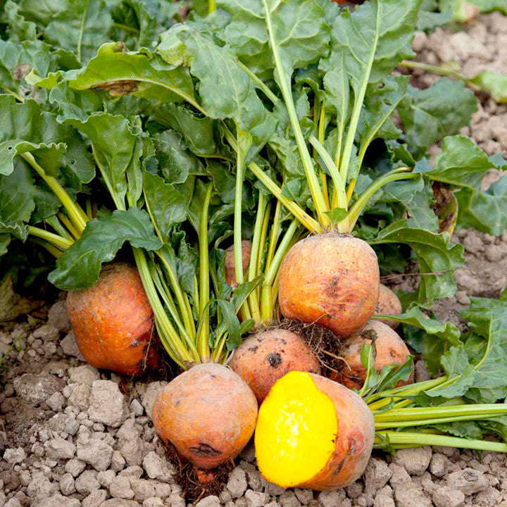 Burpees Golden Beetroot - Heirloom Vegetable - 30 Seeds
