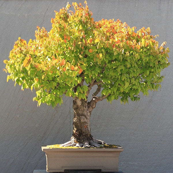Japanese Zelkova - Zelkova Serrata - 5 Seeds