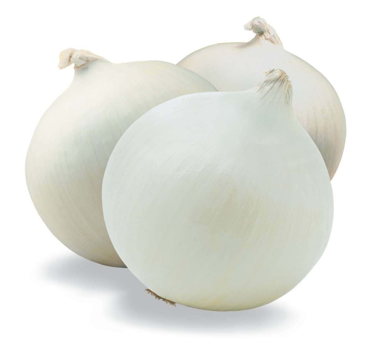 Crystal White Wax Pickling Onion - Heirloom Vegetable - 20 Seeds