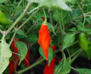 Hot Paper Lantern Chilli Pepper - Capsicum Chinense - Hot & Rare - 10 Seeds