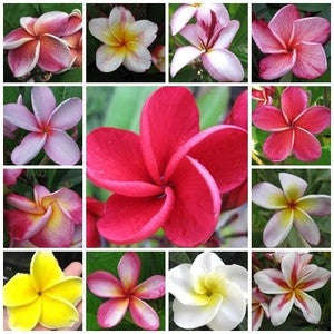 Frangipani - Plumeria Mixed Species - Exotic Succulent - 5 Seeds