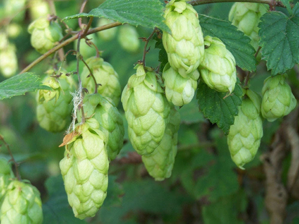 Hops - Humulus Lupulus - The Plant Beer is made from - Perennial Climber - 10 Seeds