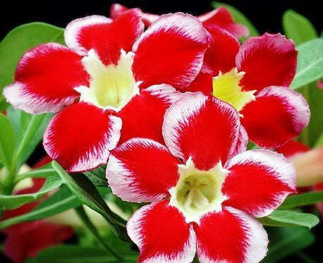 Adenium Obesum - Santa Clause - 5 Seeds