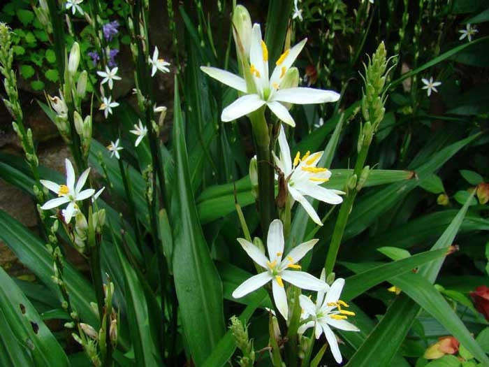 Chlorophytum Bowkeri - Indigenous South African Bulb - 10 Seeds