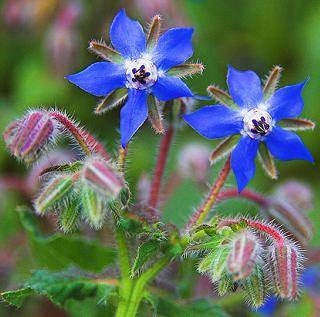 Borage Culinary Herb - Borago Officinalis - 20 Seeds