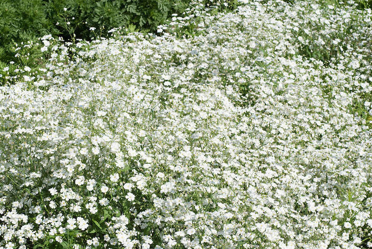 Gypsophila Covent Garden - Gypsophila elegans - Annual Flower - 300 Seeds