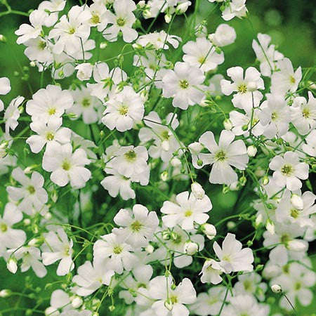 Gypsophila Covent Garden - Gypsophila elegans - Annual Flower - 300 Seeds