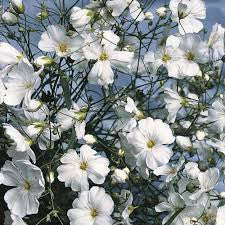 Gypsophila Covent Garden - Gypsophila elegans - Annual Flower - 300 Seeds