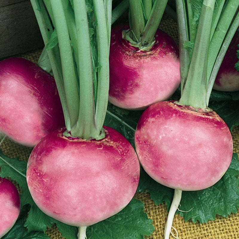 Pink Beauty Radish - Raphanus sativus - ORGANIC - Heirloom Vegetable - 50 Seeds