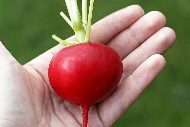 Purple Plum Radish - Raphanus Sativus - 50 Seeds - ORGANIC