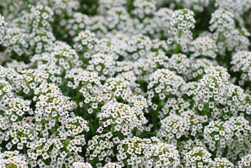 Alyssum Snow Cloth - Lobularia maritima - Annual Flower - 500 Seeds