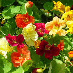Nasturtium Jewel Choice - Tropaeloum Majus - 20 Seeds - Edible Annual Flower