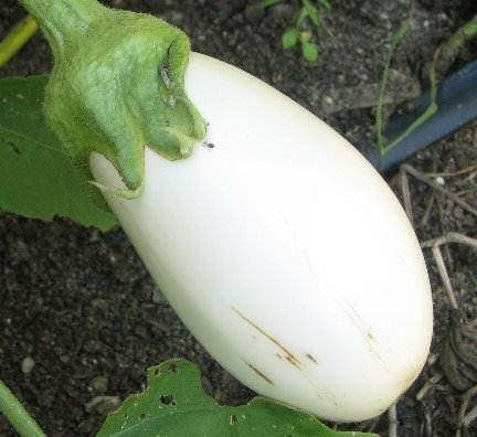 White Star Eggplant - Solanum Melongena - 5 Seeds