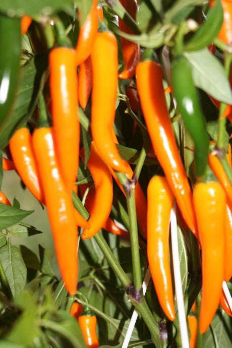 Golden Cayenne Chilli Pepper - Capsicum annum - Vegetable - 10 Seeds