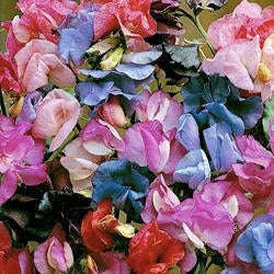 Sweetpea Bijou - Bulk Flower Seeds - 20 gram
