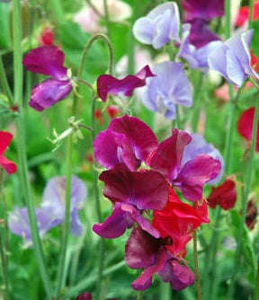 Sweetpea Mammoth - Bulk Flower Seeds - 100 gram