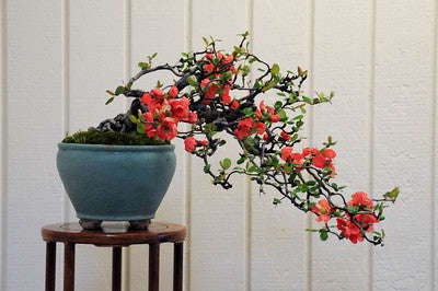 Flowering Japanese Quince - Chaenomeles Japonica - Exotic Japanese Bonsai Tree - Edible... - 5 Seeds