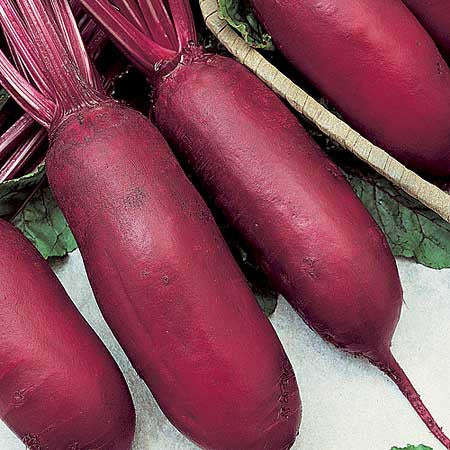 Cylindra Beetroot - Heirloom Vegetable - 50 Seeds
