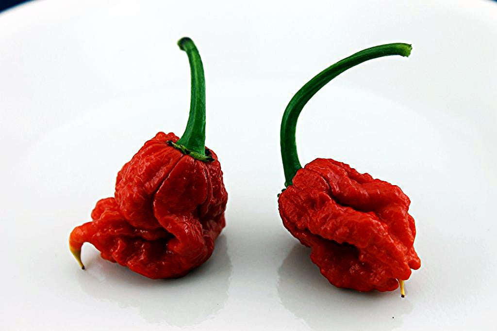 Carolina Reaper Pepper - Capsicum Chinense - The worlds HOTTEST Chilli Pepper - Seeds - 5 Seeds