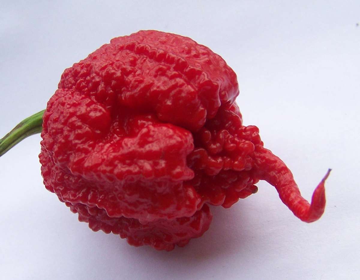 Carolina Reaper Pepper - Capsicum Chinense - The worlds HOTTEST Chilli Pepper - Seeds - 5 Seeds