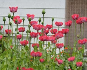 Papaver Somniferum Giganteum - Giant Poppy - Annual - 20 Seeds