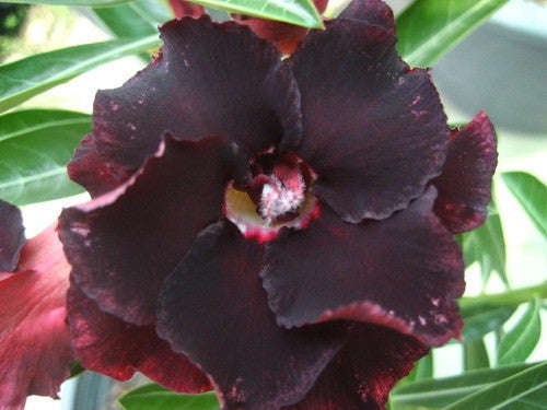 Adenium Obesum - Black Window - 5 Seeds