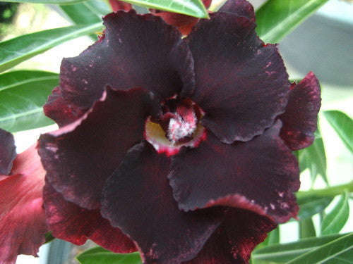 Adenium Obesum - Black Window - 5 Seeds