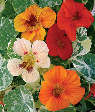 Nasturtium Alaska Mix - Tropaeloum Majus - 20 Seeds - Edible Annual Flower