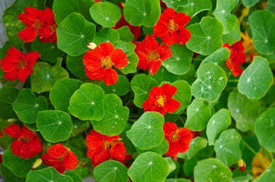 Nasturtium Globe of Fire - Bulk Edible Flower Seeds - 20 gram