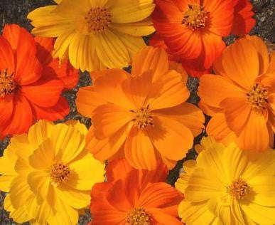 Comos Bright Lights - Cosmos Sulphureus - 200 Seeds - Annual Flower