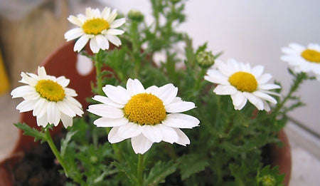 Chrysanthemum Paludosum - Creeping Daisy - Annual Flower - 500 Seeds