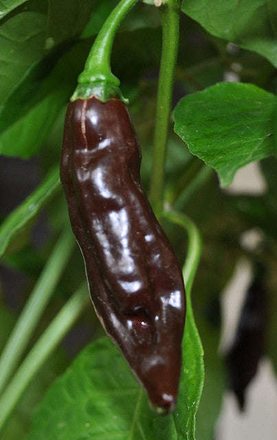 Chocolate Fatalii Pepper - Chilli Pepper - Capsicum Chinense - Hot & Rare - 10 Seeds