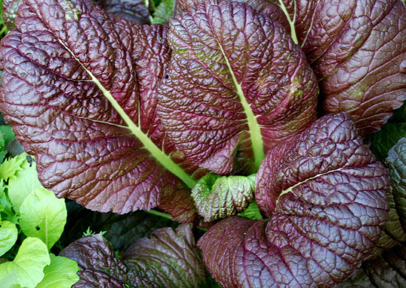 Giant Red Mustard - Brassica Juncea - 300 Seeds - ORGANIC