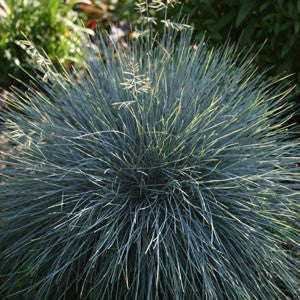 Blue Fescue Grass - Festuca Ovina Glauca  - Exotic Ornamental Grass - 20 Seeds